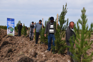 İmişlidə “Yaşıl dünya naminə həmrəylik ili” çərçivəsində ağacəkmə aksiyası davam edir