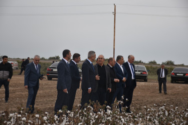 İcra Başçısı pambıq sahələrinə baxış keçirib