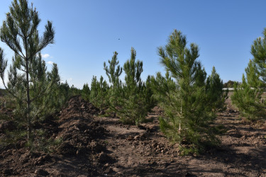 İmişlidə “Yaşıl dünya naminə həmrəylik ili” çərçivəsində keçirilən ağacəkmə aksiyası bu gün də davam edib