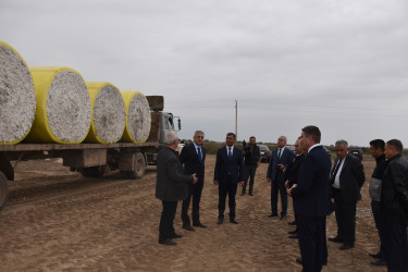 İcra Başçısı pambıq sahələrinə baxış keçirib