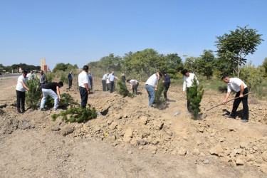 İmişlidə “Anım Günü” ərəfəsində Şəhidlərin xatirəsinə ağacəkmə aksiyası keçirilib