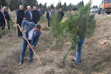 İmişlidə “8 Noyabr – Zəfər Günü”nə həsr olunmuş ağacəkmə aksiyası keçirilib