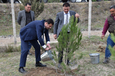 İmişlidə “Heydər Əliyev İli” çərçivəsində ağacəkmə aksiyası keçirilib