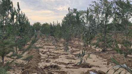 İmişlidə “Yaşıl dünya naminə həmrəylik ili” çərçivəsində ağacəkmə aksiyası davam edir