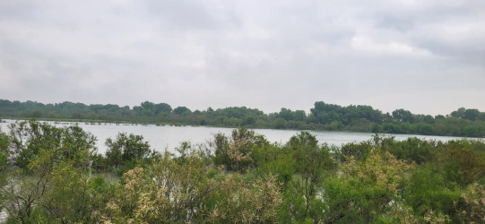 Kür çayında suyun qalxması İmişlinin bəzi kəndlərində əkin sahələrinə təsir göstərib