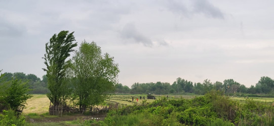 Kür çayında suyun qalxması İmişlinin bəzi kəndlərində əkin sahələrinə təsir göstərib