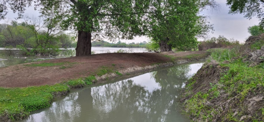 Kür çayında suyun qalxması İmişlinin bəzi kəndlərində əkin sahələrinə təsir göstərib