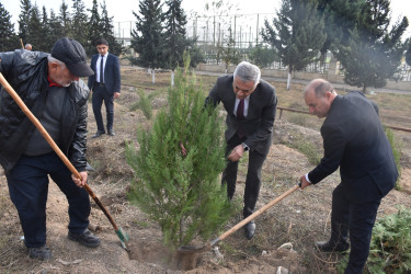 İmişlidə “8 Noyabr – Zəfər Günü”nə həsr olunmuş ağacəkmə aksiyası keçirilib