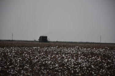 İcra Başçısı pambıq sahələrinə baxış keçirib