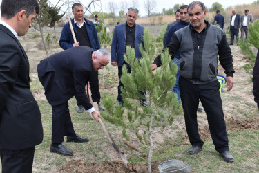 İmişlidə “Heydər Əliyev İli” çərçivəsində ağacəkmə aksiyası keçirilib