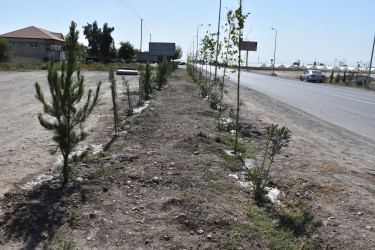 İmişlidə “Anım Günü” ərəfəsində Şəhidlərin xatirəsinə ağacəkmə aksiyası keçirilib