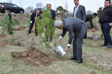 İmişlidə “Heydər Əliyev İli” çərçivəsində ağacəkmə aksiyası keçirilib