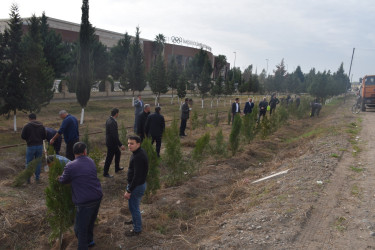 İmişlidə “8 Noyabr – Zəfər Günü”nə həsr olunmuş ağacəkmə aksiyası keçirilib