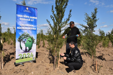 İmişlidə “Yaşıl dünya naminə həmrəylik ili” çərçivəsində keçirilən ağacəkmə aksiyası bu gün də davam edib