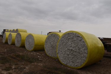 İcra Başçısı pambıq sahələrinə baxış keçirib