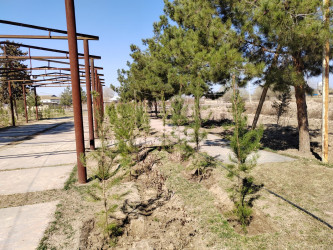 İmişlidə ümumrayon iməcliyi təşkil olunub