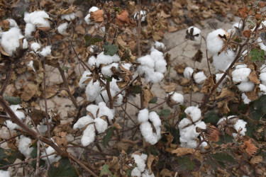 İcra Başçısı pambıq sahələrinə baxış keçirib