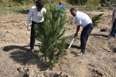 İmişlidə “Anım Günü” ərəfəsində Şəhidlərin xatirəsinə ağacəkmə aksiyası keçirilib