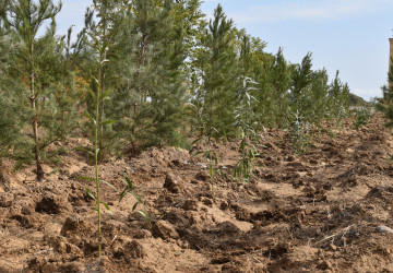 İmişlidə “Yaşıl dünya naminə həmrəylik ili” çərçivəsində ağacəkmə aksiyası davam edir