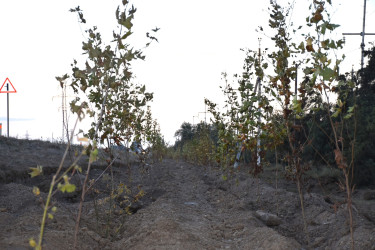 İmişlidə “Yaşıl dünya naminə həmrəylik ili” çərçivəsində keçirilən ağacəkmə aksiyası bu gün də davam edib