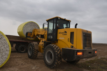 İcra Başçısı pambıq sahələrinə baxış keçirib