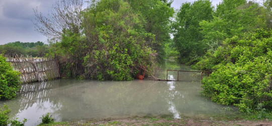 Kür çayında suyun qalxması İmişlinin bəzi kəndlərində əkin sahələrinə təsir göstərib