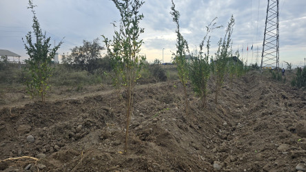 İmişlidə “Yaşıl dünya naminə həmrəylik ili” çərçivəsində ağacəkmə aksiyası davam edir