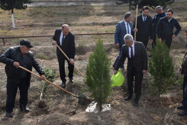 İmişlidə “8 Noyabr – Zəfər Günü”nə həsr olunmuş ağacəkmə aksiyası keçirilib