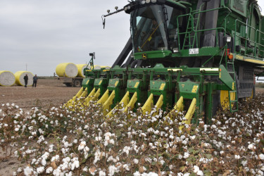 İcra Başçısı pambıq sahələrinə baxış keçirib