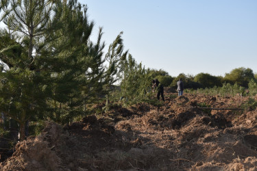 İmişlidə "Yaşıl dünya naminə həmrəylik ili" çərçivəsində 24.10.2024-cü il tarixində növbəti ağacəkmə aksiyası keçirilib